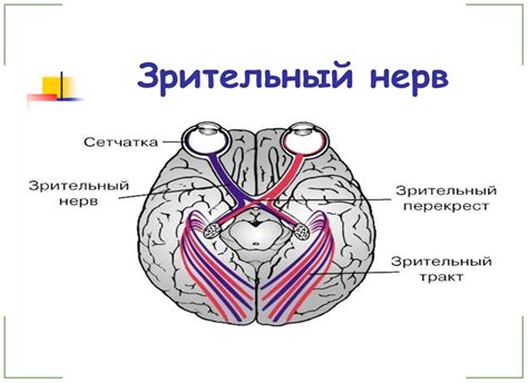 Что такое зрительный нерв и какие у него функции?