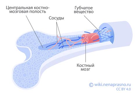 Что такое костный мозг?