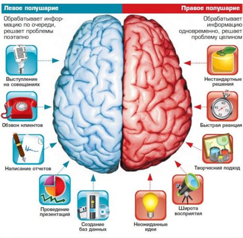 Что такое левое полушарие мозга?