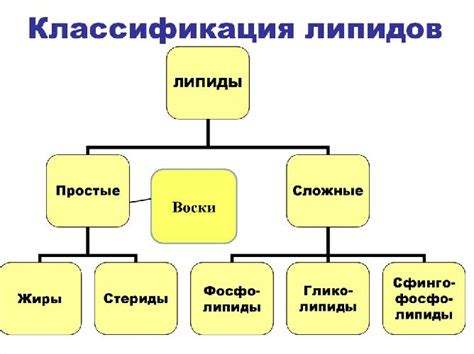 Что такое липиды и их роль в организме?