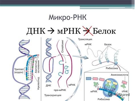 Что такое микро РНК?