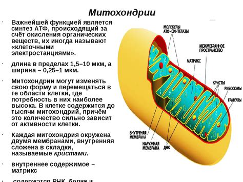 Что такое митохондрии?