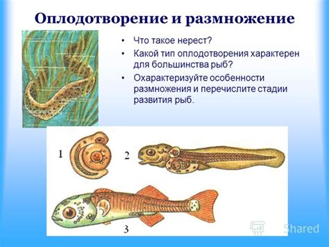 Что такое оплодотворение у рыб?