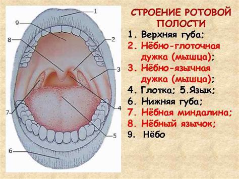 Что такое рот человека?