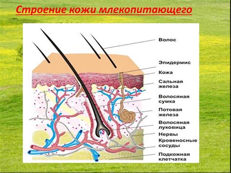 Что такое сальные железы