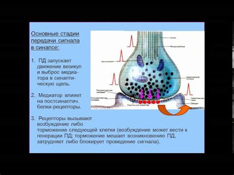 Что такое химия мозга