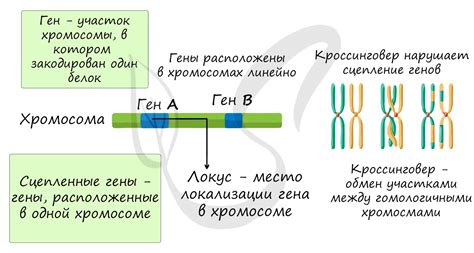 Что такое хромосомная карта генов?