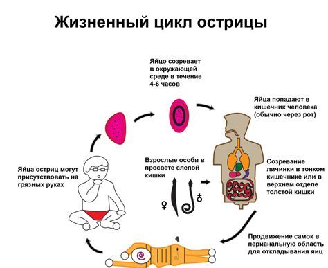 Что такое цмв и почему важно его определить?