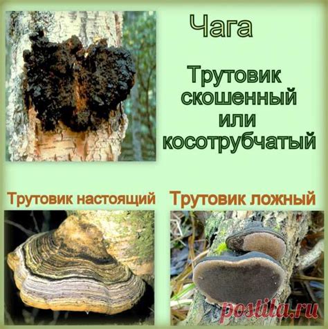 Что такое чага и зачем ее нужно очищать?