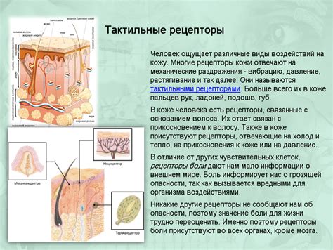 Что такое чувствительность кожи