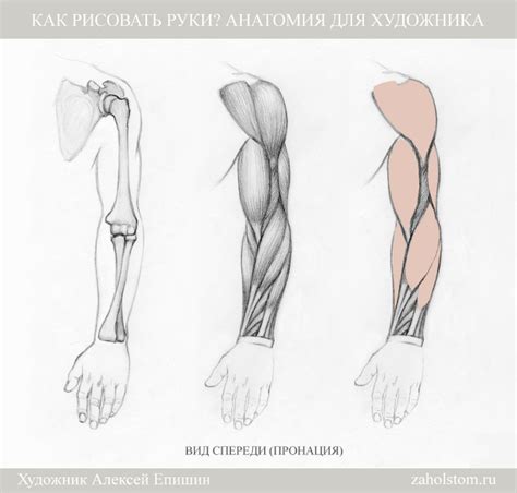 Шаги для рисования анатомии руки