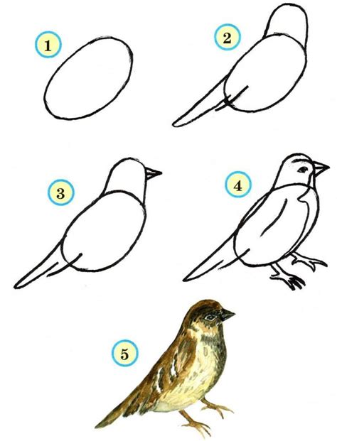 Шаги поэтапного рисования птички