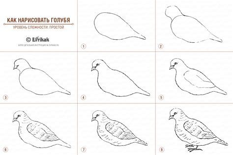 Шаги по рисованию голубя по клеточной сетке