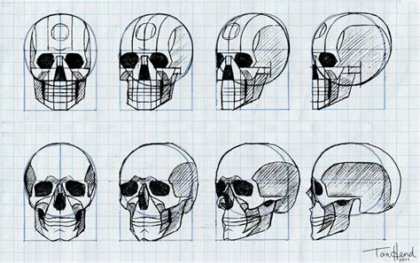 Шаги по рисованию черепа в профиль