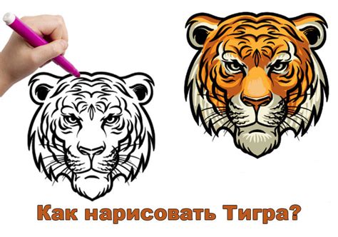 Шаги создания рисунка тигра: