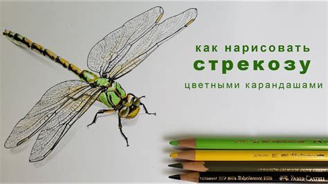 Шаг за шагом: как нарисовать на А4 стрекозу?