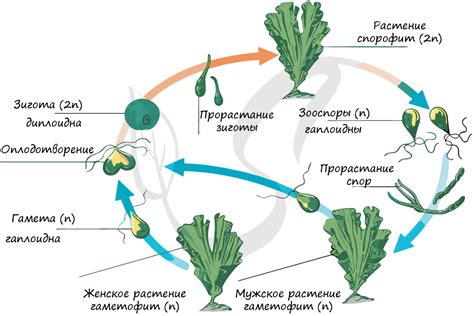 Шаг третий: подготовка водорослей