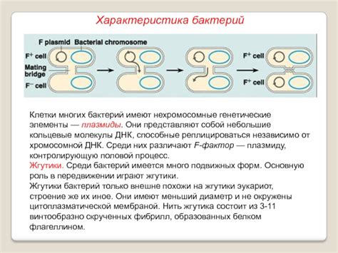 Шаг 1: Выделение ДНК плазмиды из культуры бактерий