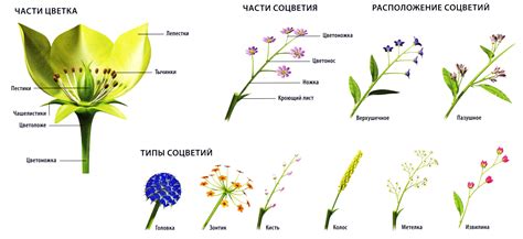 Шаг 1: Понять основные формы и элементы цветков