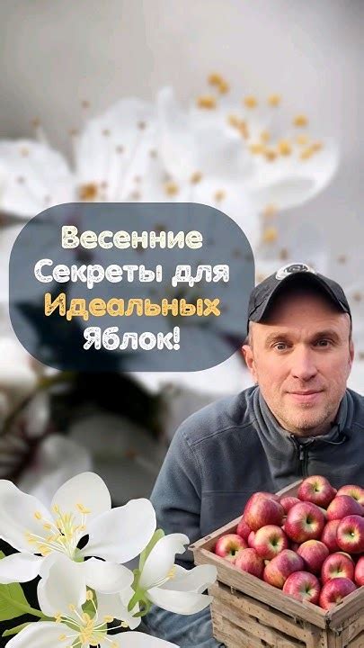 Шаг 1. Выбор идеальных яблок