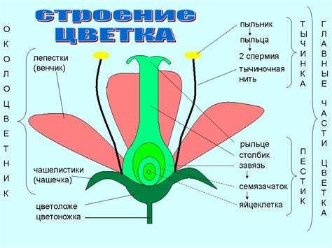 Шаг 2. Начертите основу цветка