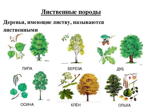 Шаг 5: Добавьте деревья и растения возрастом