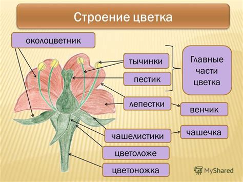 Шаг 5: Закончите детализацию цветка и добавьте лепестки