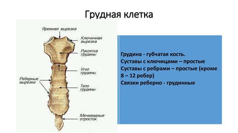 Шаг 6: Рисование туловища и конечностей