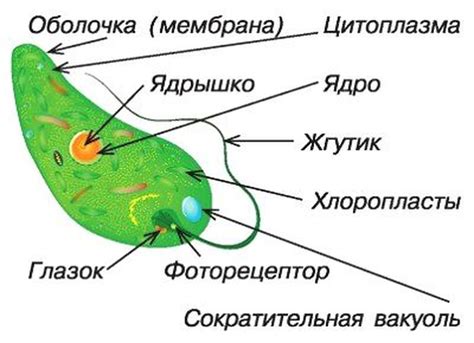 Эвглена зеленая в биологии 7 класса