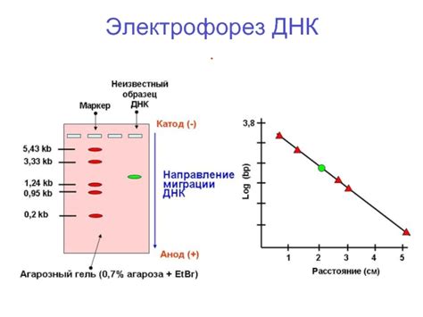 Электрофорез ДНК