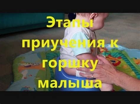 Этапы приучения