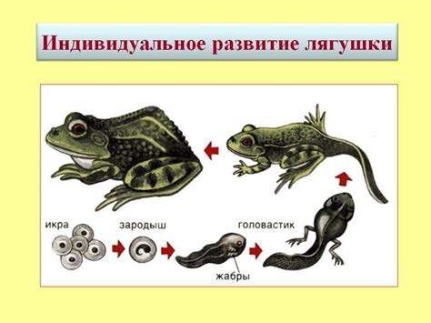 Этапы создания рисунка лягушки