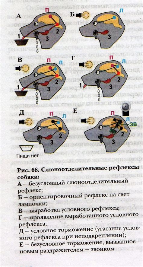 Этапы формирования безусловного рефлекса