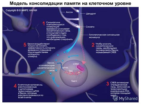 Эффекты физиолечения магнитами на клеточном уровне