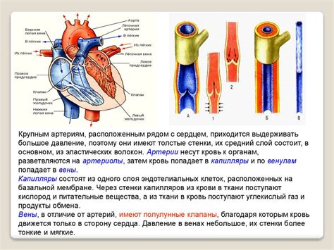  Кровообращение и работа сердца 