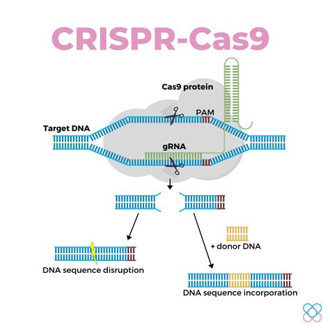 CRISPR-Cas9