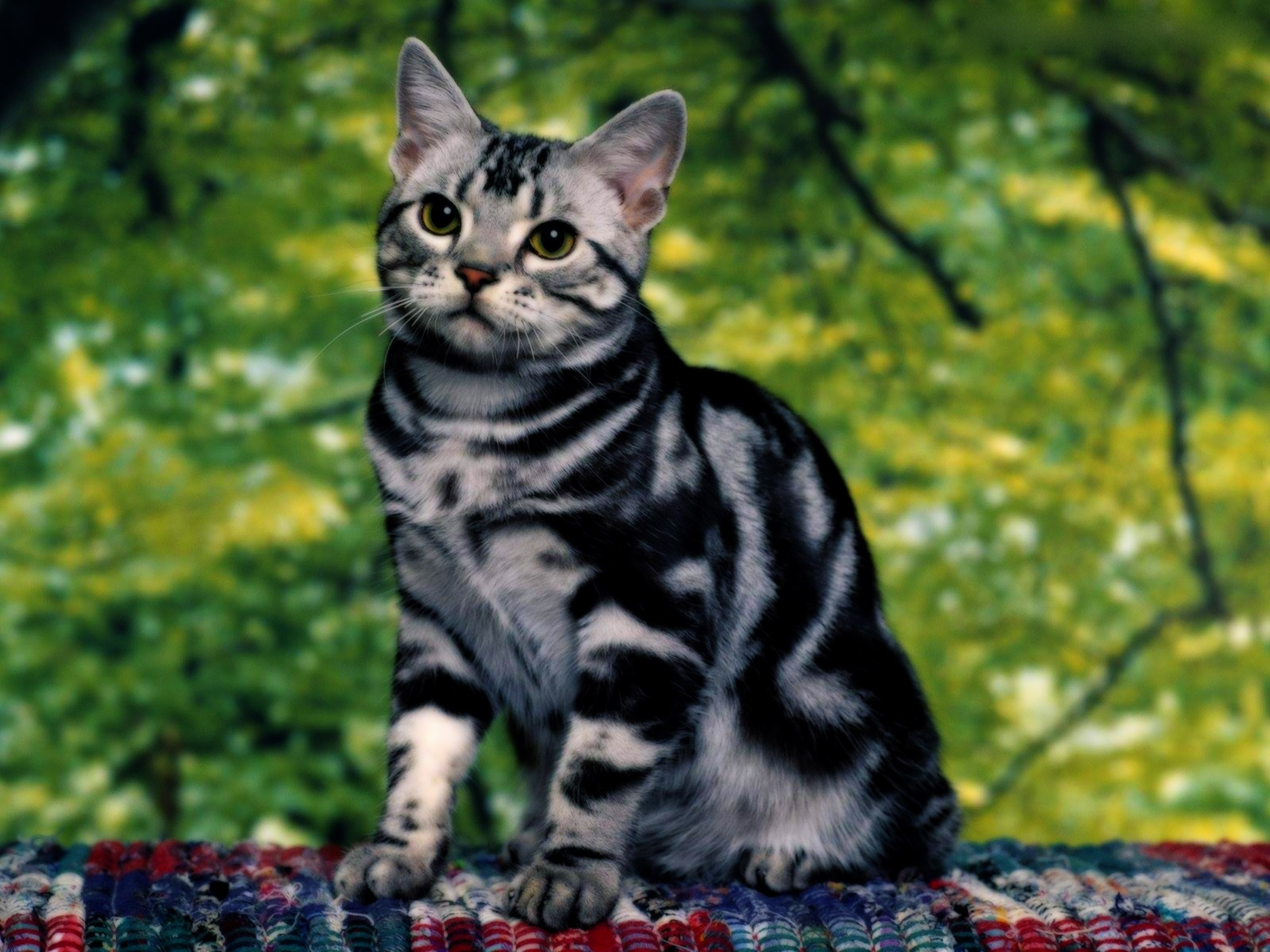 Picture me cats. Бенгальская кошка табби полосатый. Американская короткошерстная кошка табби. Азиатская табби полосатая. Азиатская табби мраморная.